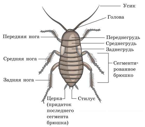 На фото описано строение тараканов